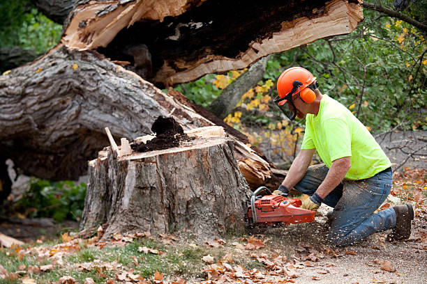 Best Tree Removal Near Me  in Eureka, CA